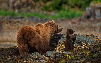 tourism activities impacted himalayan brown bear habitat in kashmir  jkpcc