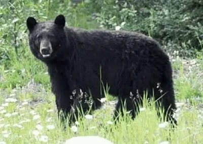 black bear kills man  injures another in j k s ramban