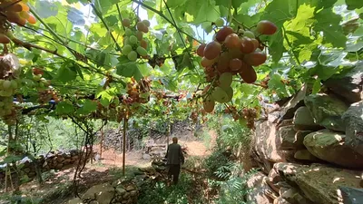 repora  kashmir s grape village