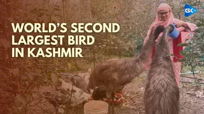 kashmir scholar adopts emu  world s second largest bird