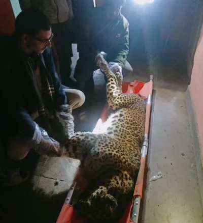 leopard carcass found in ichgam budgam