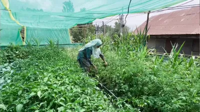 asia begum is revolutionising rooftop farming in bandipora