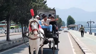 reviving tradition in srinagar  youth bring back iconic horse drawn carts  blending heritage with innovation