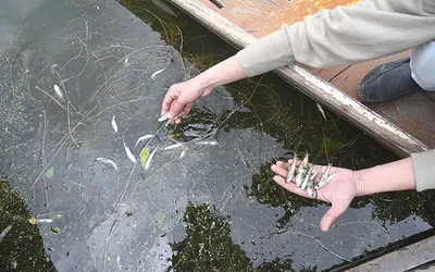 thousands of fish found dead in srinagar stream  officials cite lack of oxygen  pollution