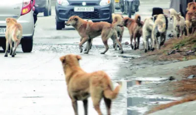 stray dogs on prowl at rawalpora