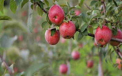 unidentified culprits damage 200 apple trees in south kashmir s shopian