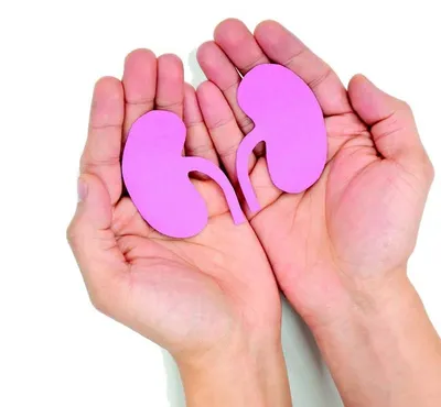 amazing facts about the kidneys