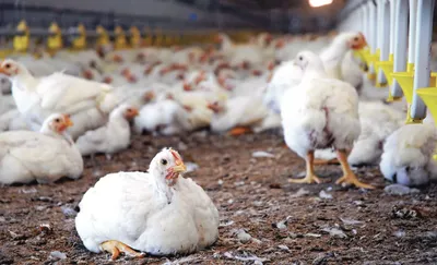 fcik calls for policy overhaul to revitalise poultry in j k