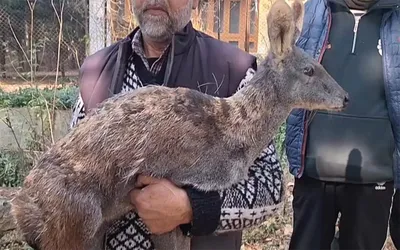 elusive but old kashmir musk deer rescued in bandipora
