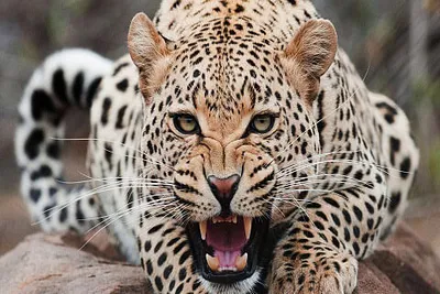 leopard sighting creates panic in ganderbal villages