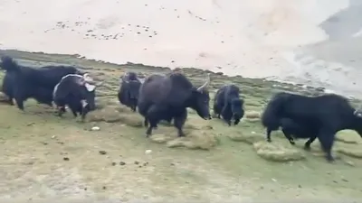 40 stray chinese yak found in ladakh village as residents call for proper mechanism to return animals