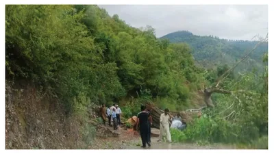 chinar tree axed to restore hmv traffic on uri’s garkote road