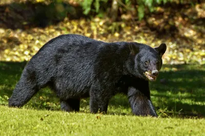 bear attacks