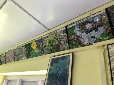 unique herbarium at kashmir university preserves natural heritage