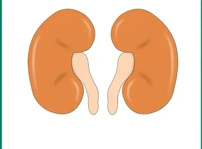 impact of acute kidney disease on damaged cells