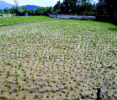 halmatpora paddy farmers rue lack of irrigation facilities