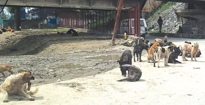 no let up in stray dog menace in srinagar