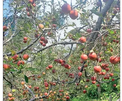 shimla apples now grow in eastern up