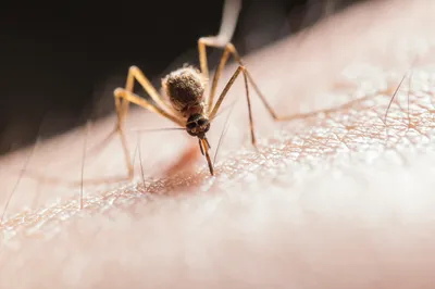 west nile fever death toll reaches 15 in israel
