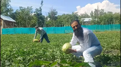 watermelon farming blooms in ganderbal amid grapes and cherries legacy