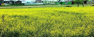 mustard fields paint kashmir golden