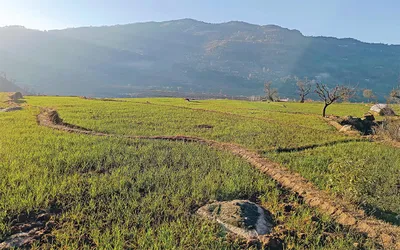 adequate rains after prolonged dry spell bring respite for farmers in rajouri  poonch