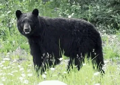 bihar resident injured in bear attack in ganderbal