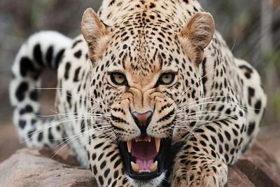 leopard attack leaves sheep dead in hajin  triggers panic