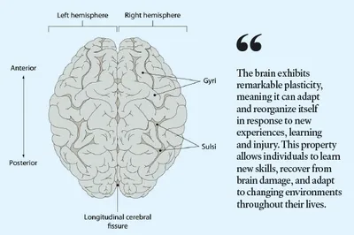 incredible human brain   its marvellous capabilities