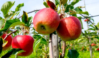 high density apple farms   a new era of kashmiri orchards