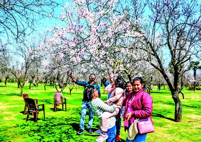 almond alchemy   badam vaer blooms with breathtaking spectacle  mesmerises visitors