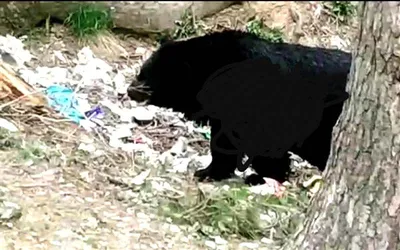 bear attack leaves handwara woman dead