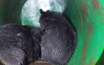 wild bear  cubs rescued in  ganderbal