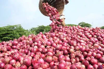 govt s subsidised onion sale brings relief  prices drop in major cities