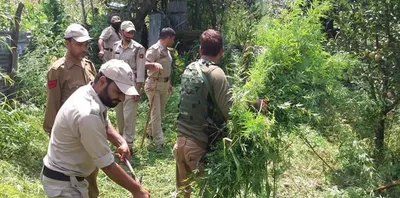 police destroy wild cannabis in baramulla