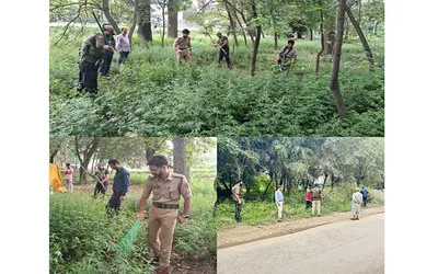 police destroy wild cannabis in baramulla