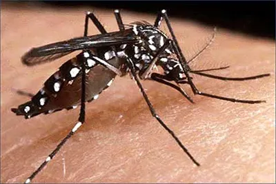 dhsj issues advisory to prevent dengue spread