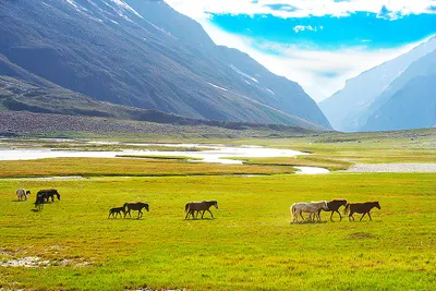 25 best places to travel in 2025  suru valley in kargil makes it to national geographic s list