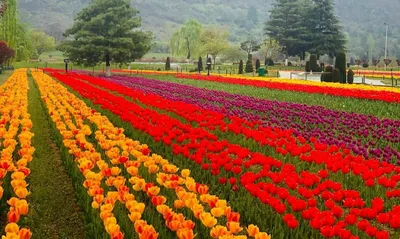 tulip garden to be thrown open on mar 23  commissioner secretary floriculture
