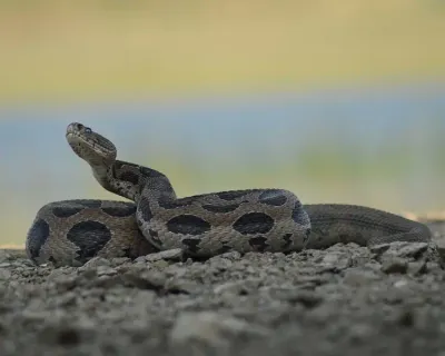 rare russell’s viper spotted in ganderbal