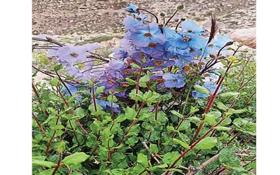 himalayan blue poppy declared state flower of ladakh
