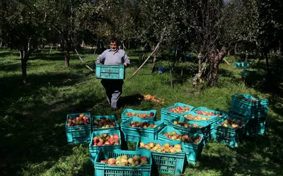 climate change leads to decline in apple production for 2nd year in kashmir