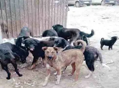 stray dogs on prowl in kupwara