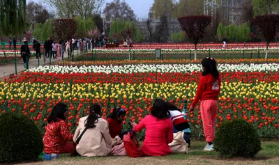 curtain falls on tulip garden after record 4 lakh footfall