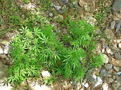 excise deptt carries destruction drive of wild cannabis