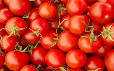 tomato prices drop 22 5  as flow of fresh crop picks up pace