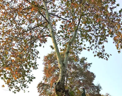 380 yr old chinar tree in kashmir valley can be located while using qr code