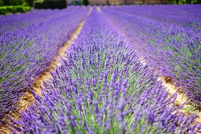 purple revolution   lavender farming gaining popularity across kashmir