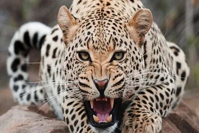 leopard attacks minor girl inside her house in north kashmir s handwara