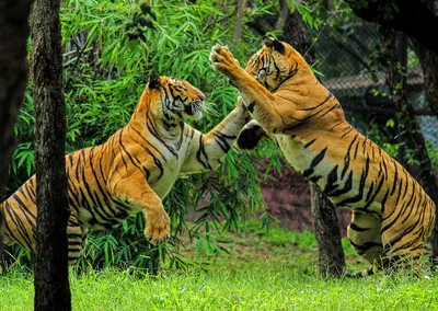 royal bengal tiger pair to reach jambu zoo today